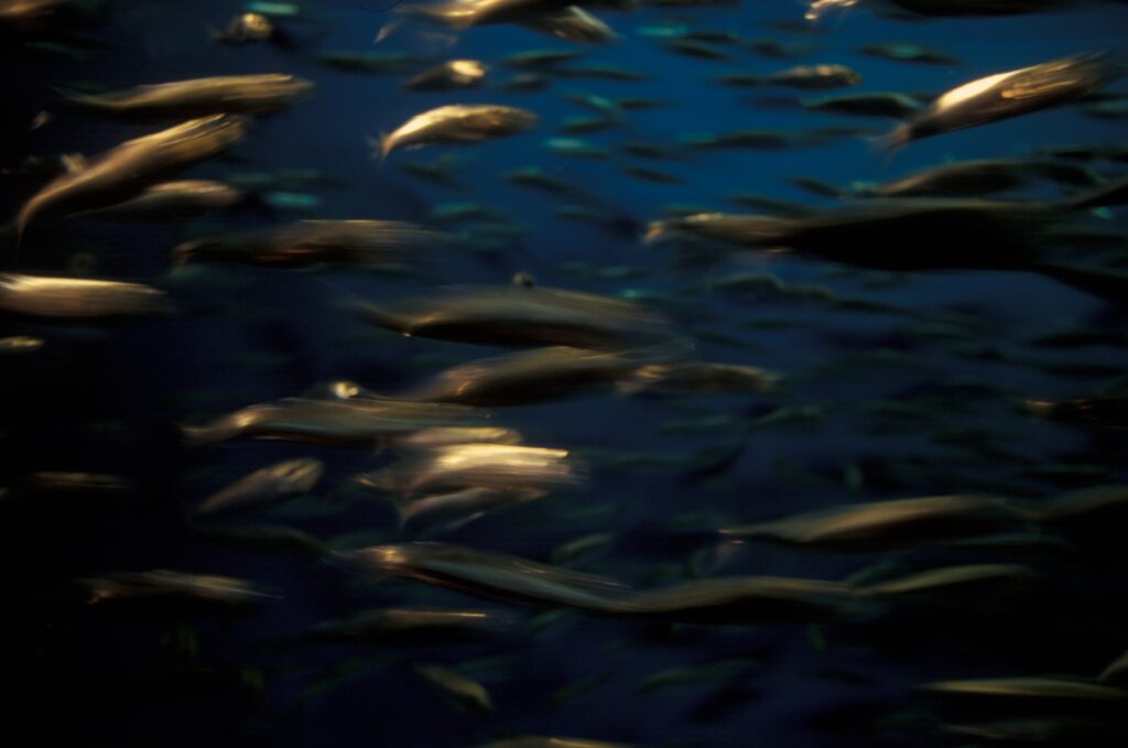 Ofokuserad bild av fiskar som simmar förbi kameran.