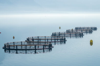 Cages for fish farming in Montenegro