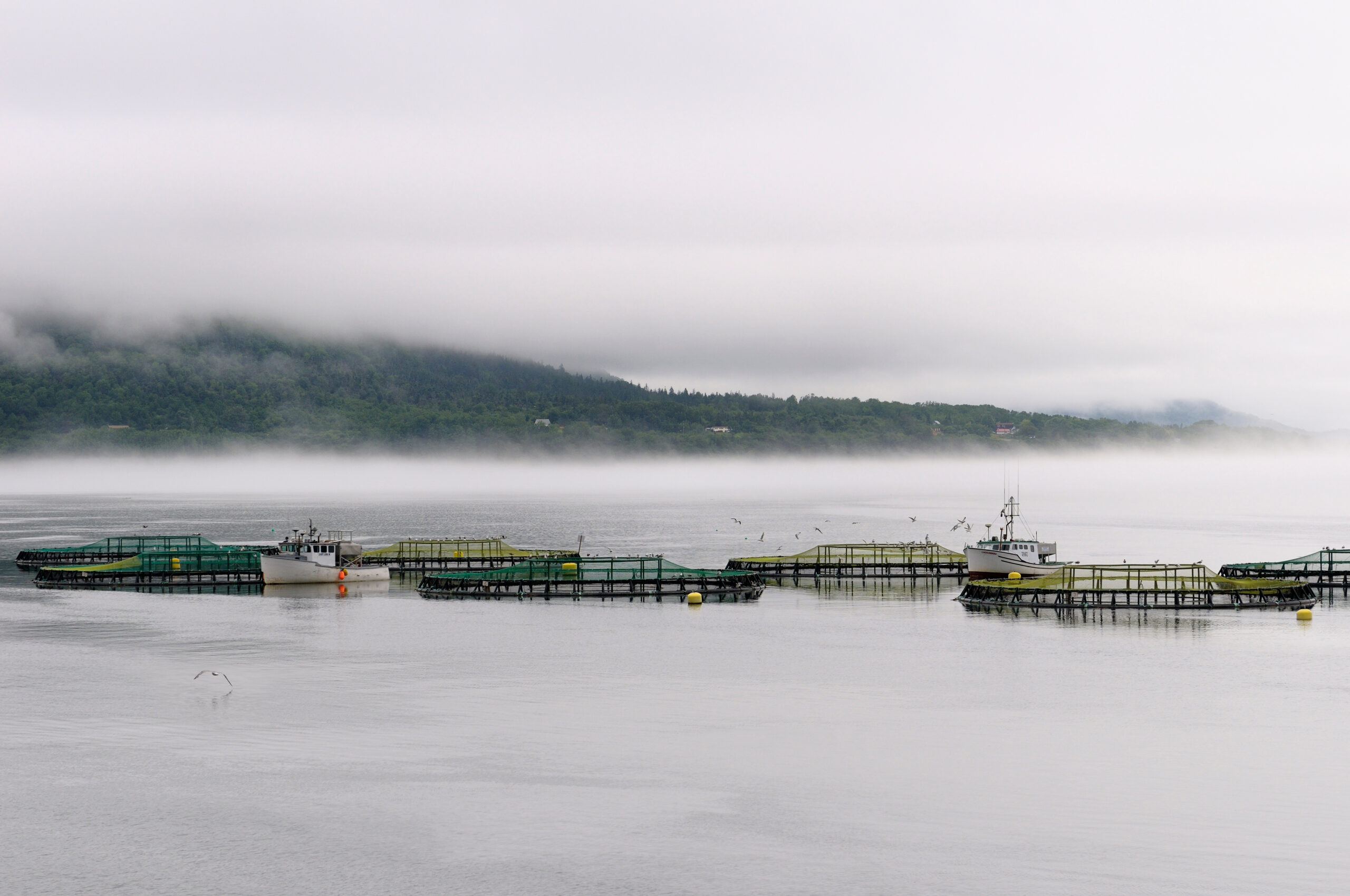 Digby,Salmon,Fishfarm,Pens,And,Boats,In,Fog,At,Annapolis